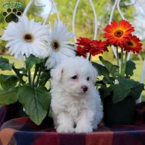 Venice, Toy Poodle Puppy